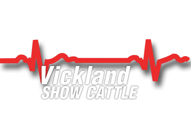 Vickland Show Cattle Logo